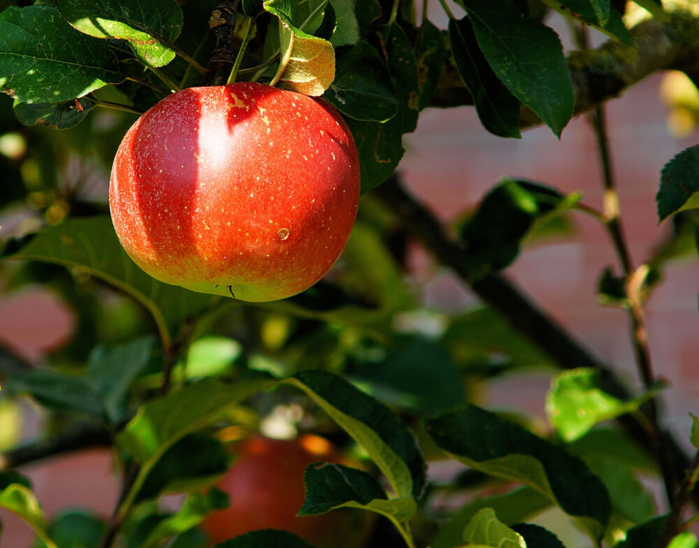Haushaltsauflösung Tönisvorst, bekannt als die Apfelstadt, Apfelbaum mit saftigen Äpfeln